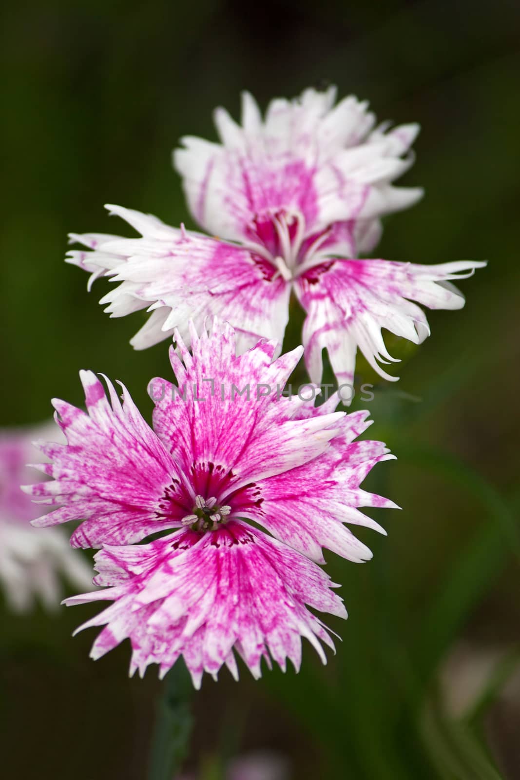 Dianthus by zhannaprokopeva