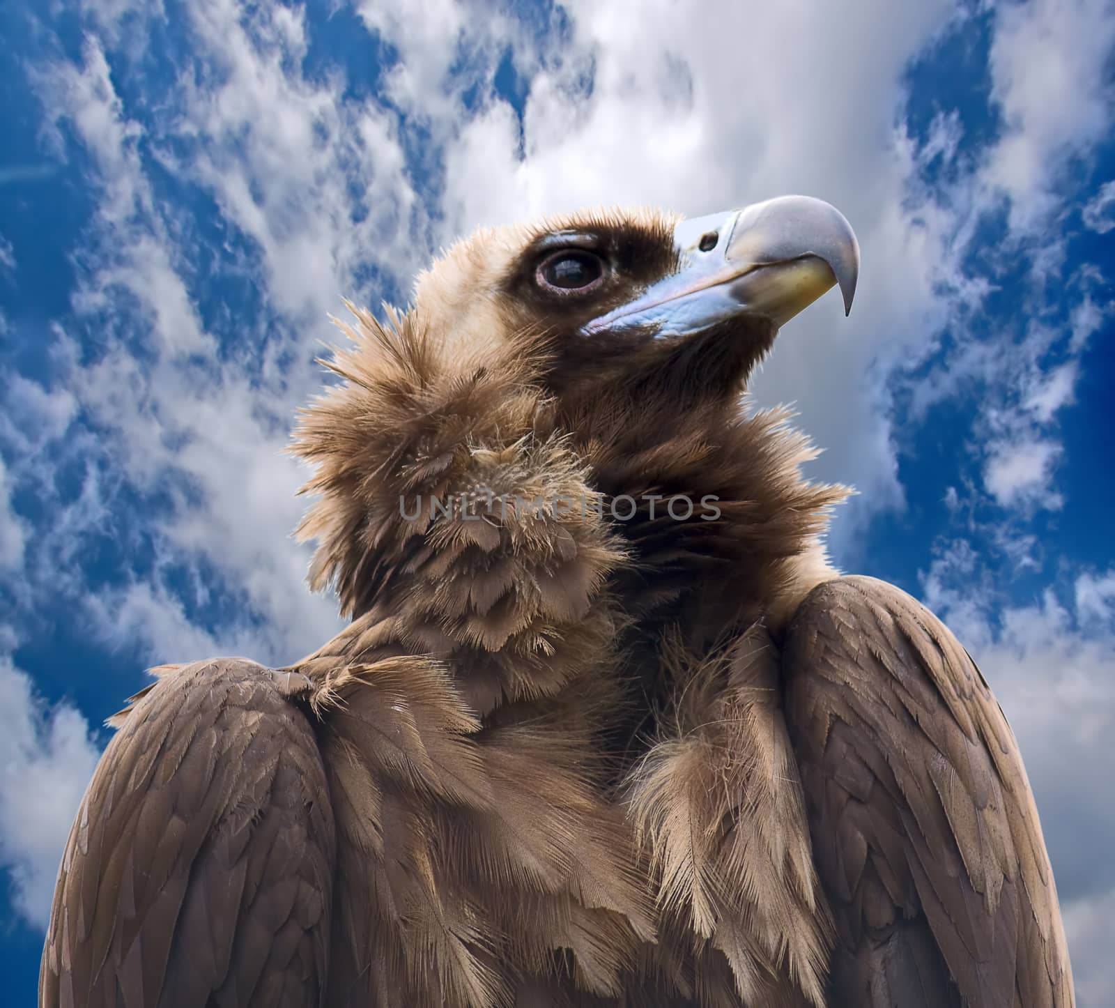 Close-up portrait in profile of bird of prey on  background of blue sky.