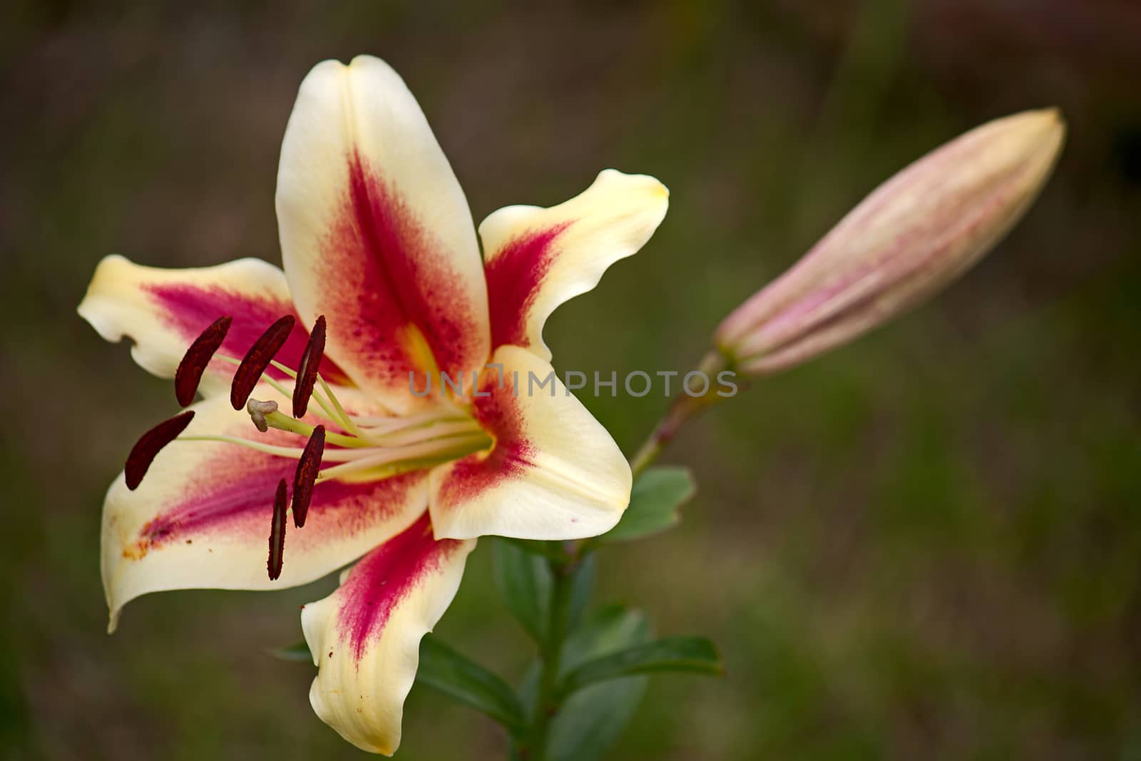 Beautiful lily closeup against a background of green leaves.