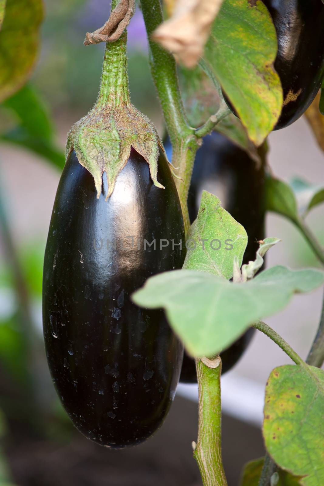 eggplants by zhannaprokopeva