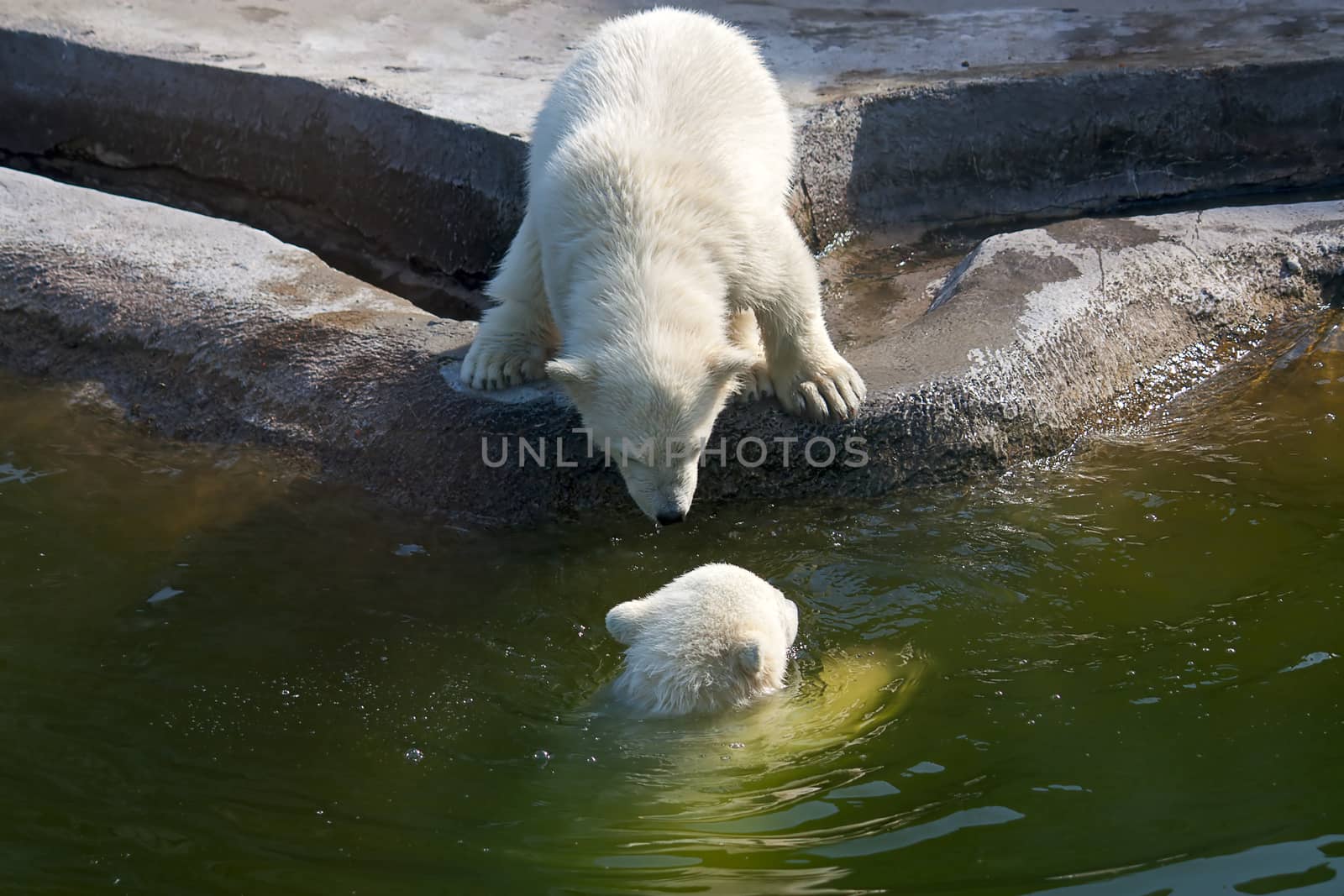two polar white bear by zhannaprokopeva
