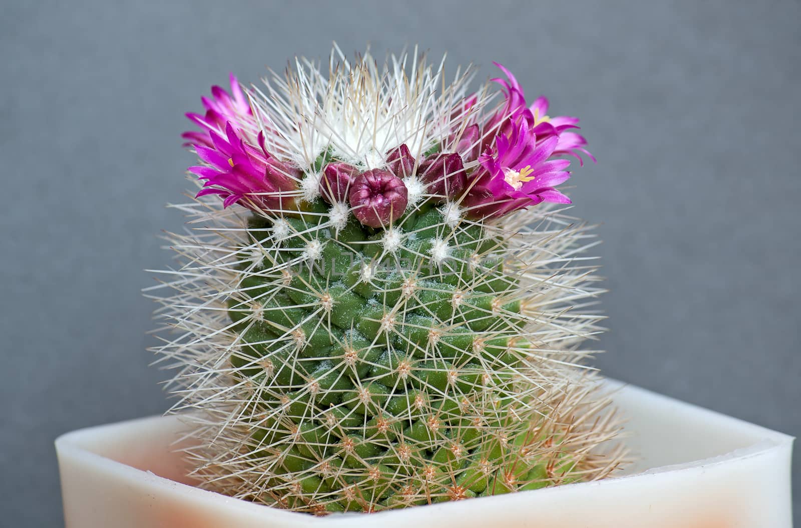 cactus flowers by zhannaprokopeva