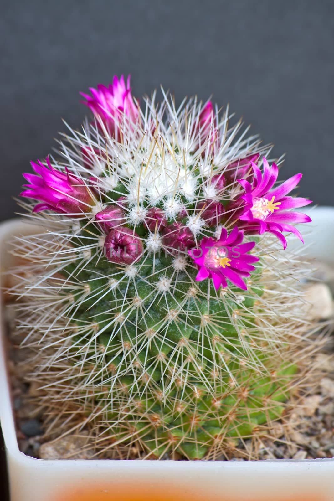 cactus flowers by zhannaprokopeva