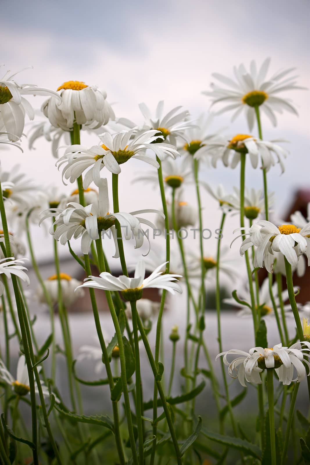 Field of daisies on  background of blue sky. Image with shallow depth of field.