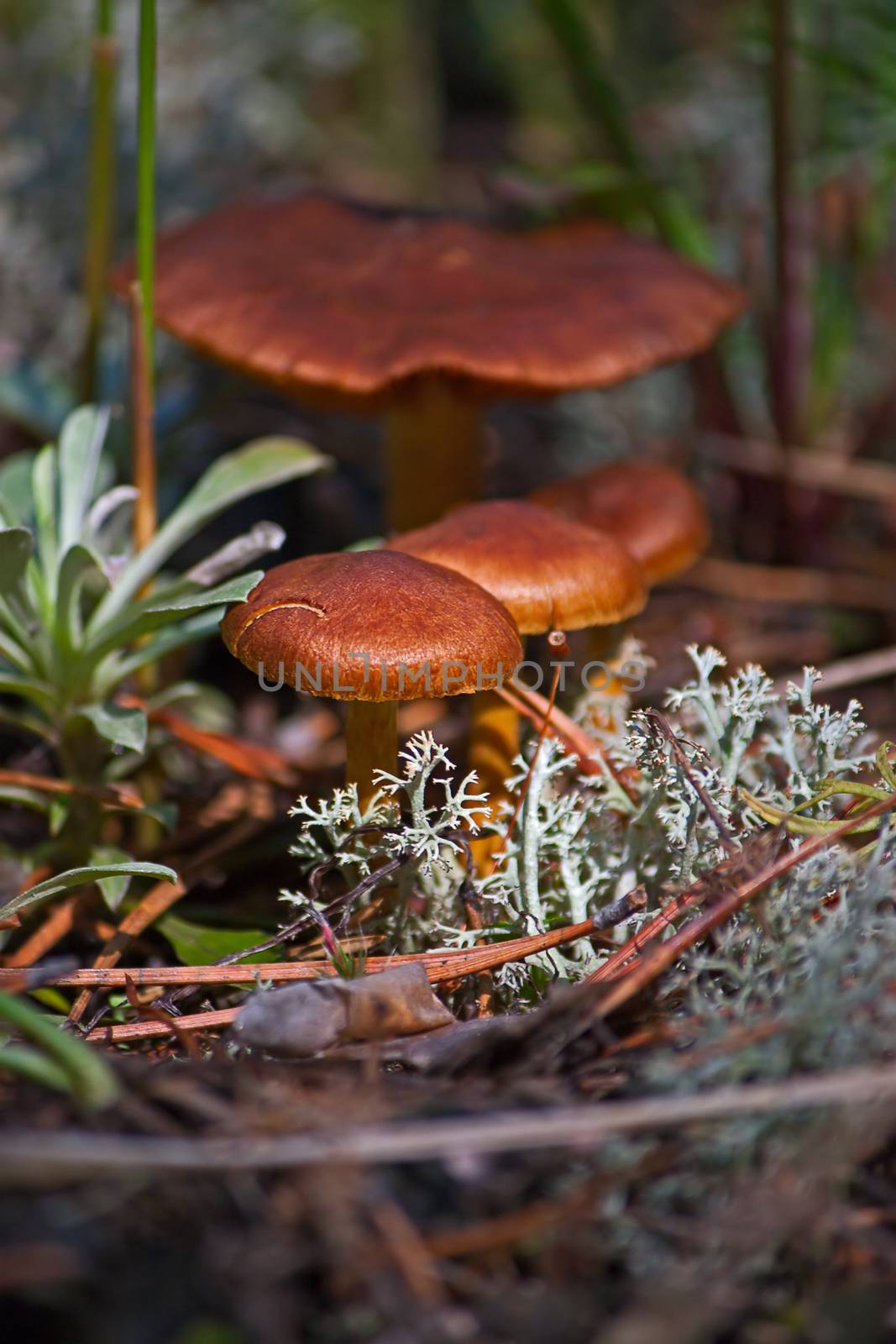Mushrooms by zhannaprokopeva