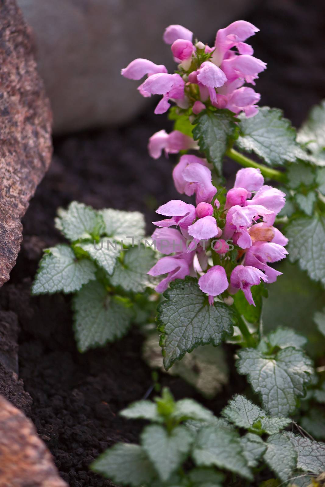 Pink flowers and leaves Dead nettle close-up on  background of  stones.