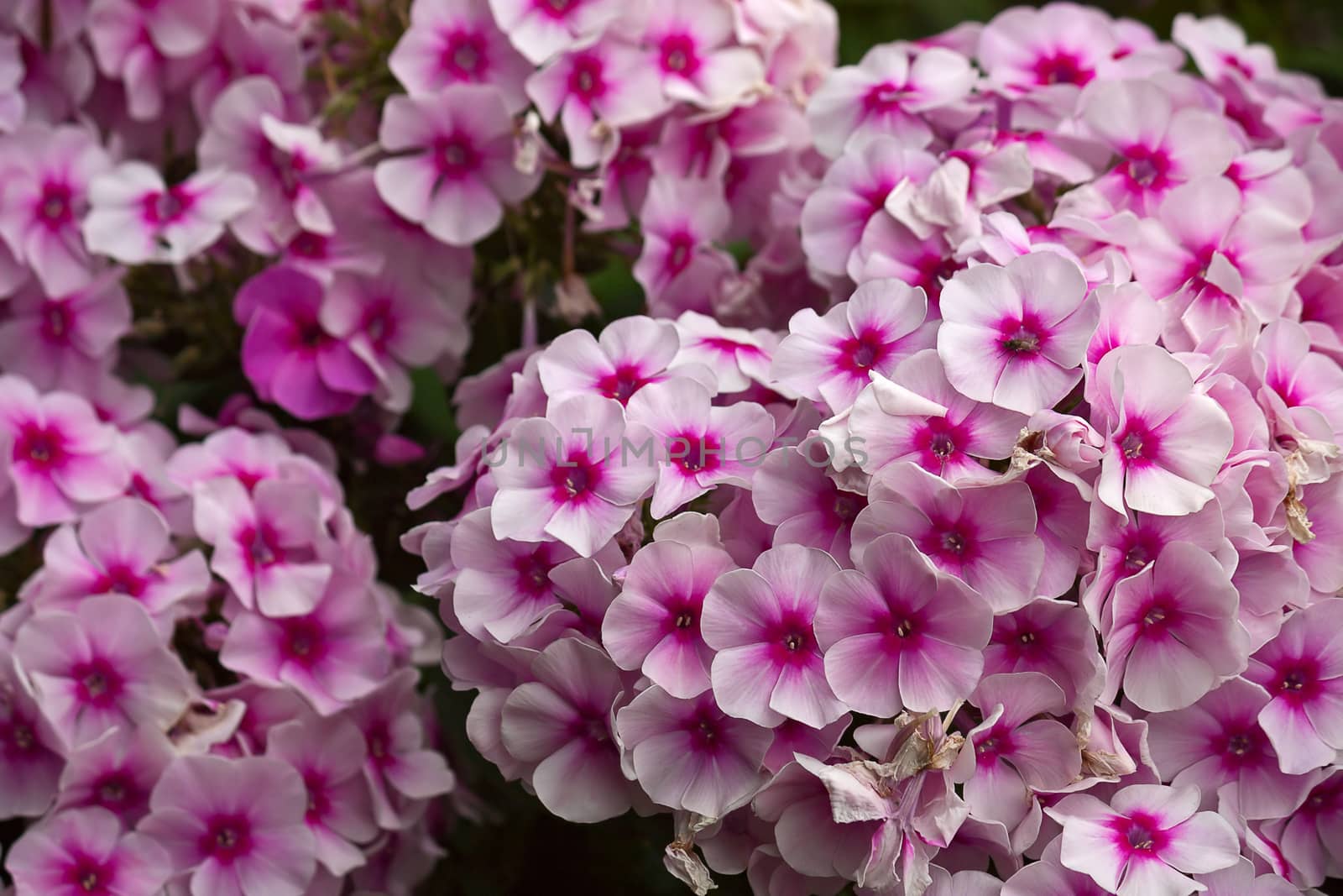 Background of pink phlox close-up. Image with shallow depth of field.
