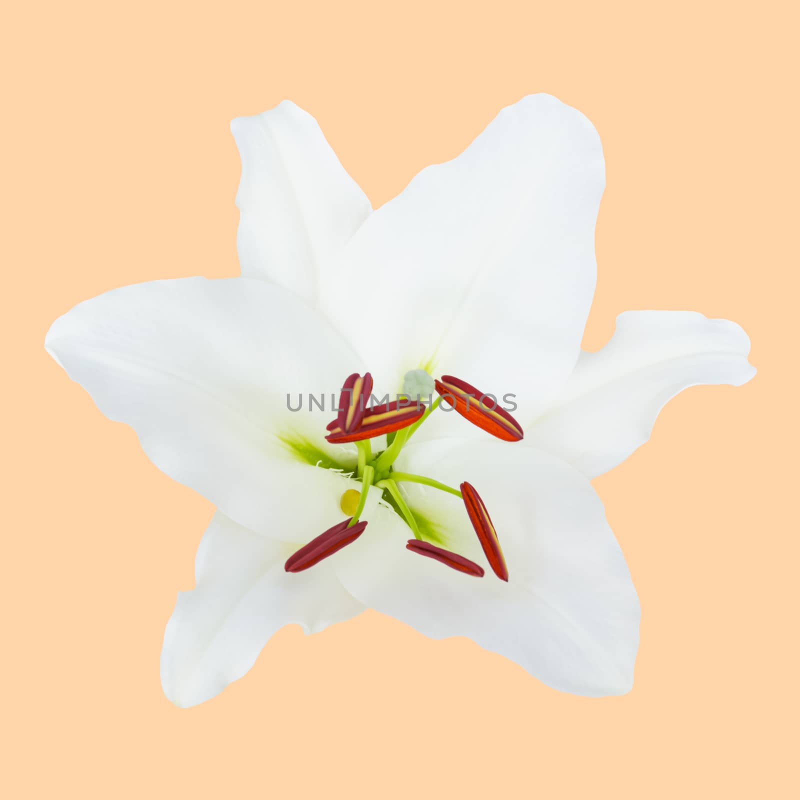 closeup of white lily flower, isolated. by extrem1ty