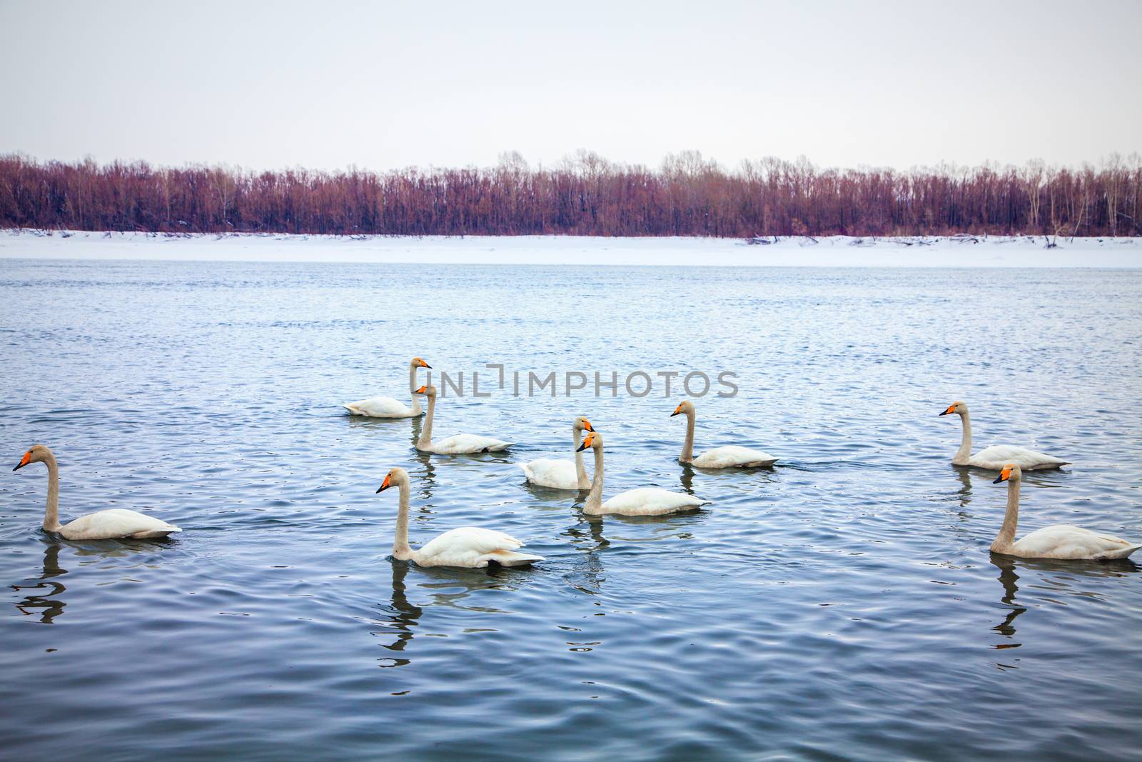 white swans by anelina