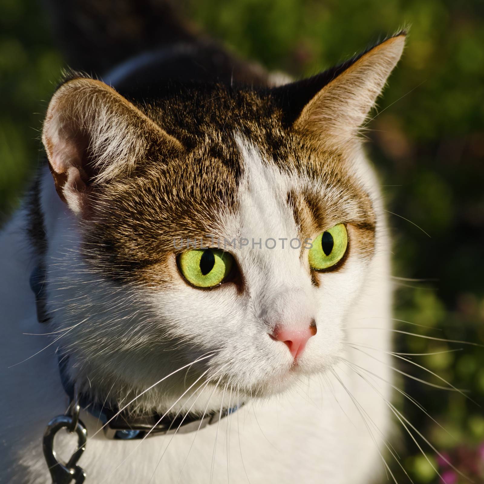 Portrait Of Outbred Domestic Cat With Collar