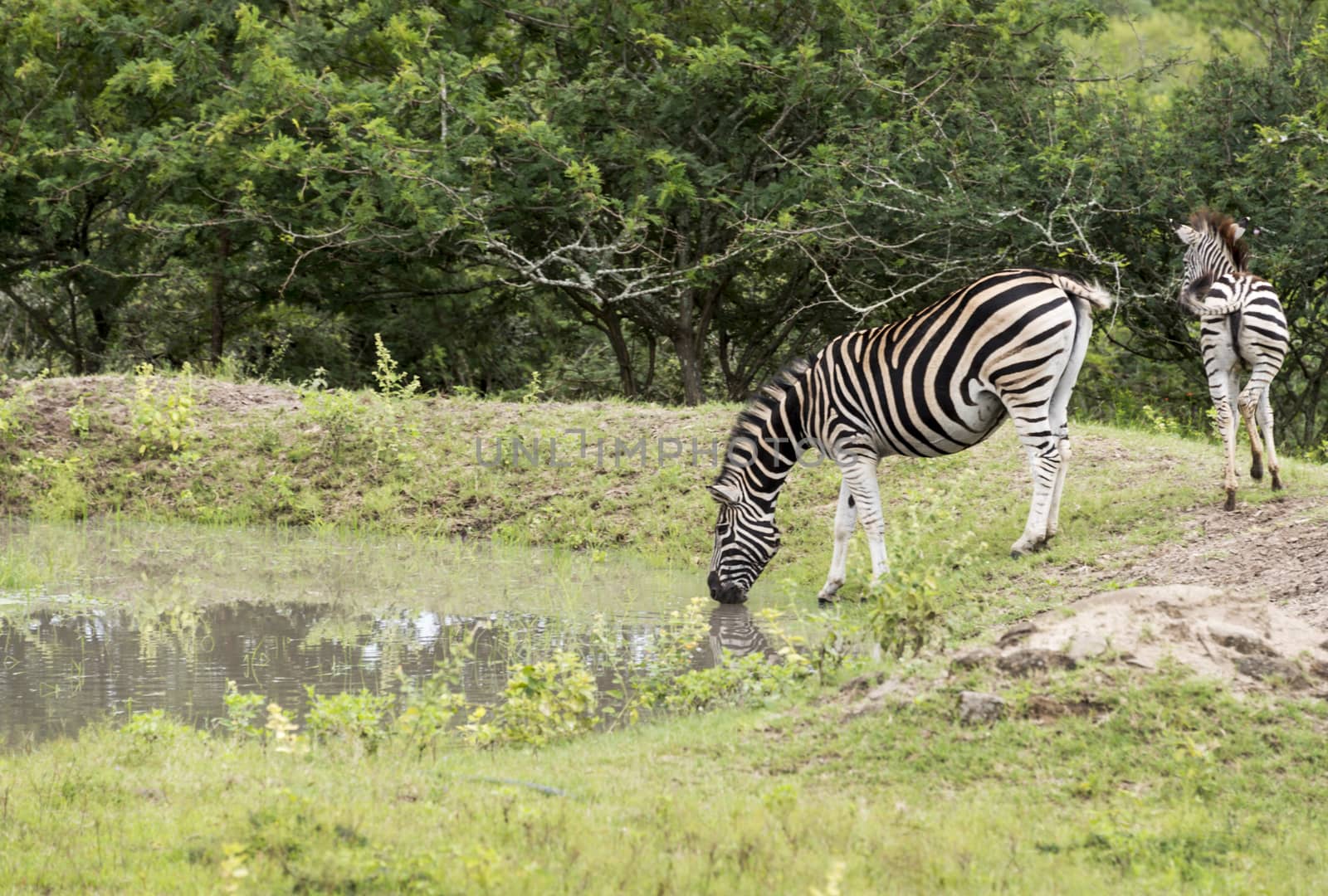 zebra drinking water by compuinfoto