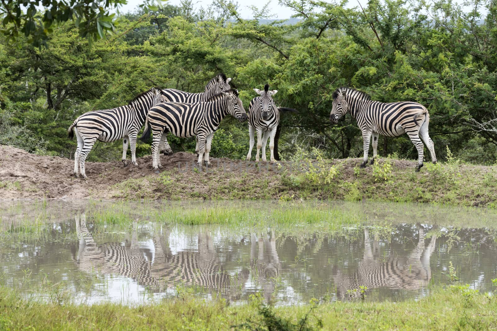 group of zebras  by compuinfoto