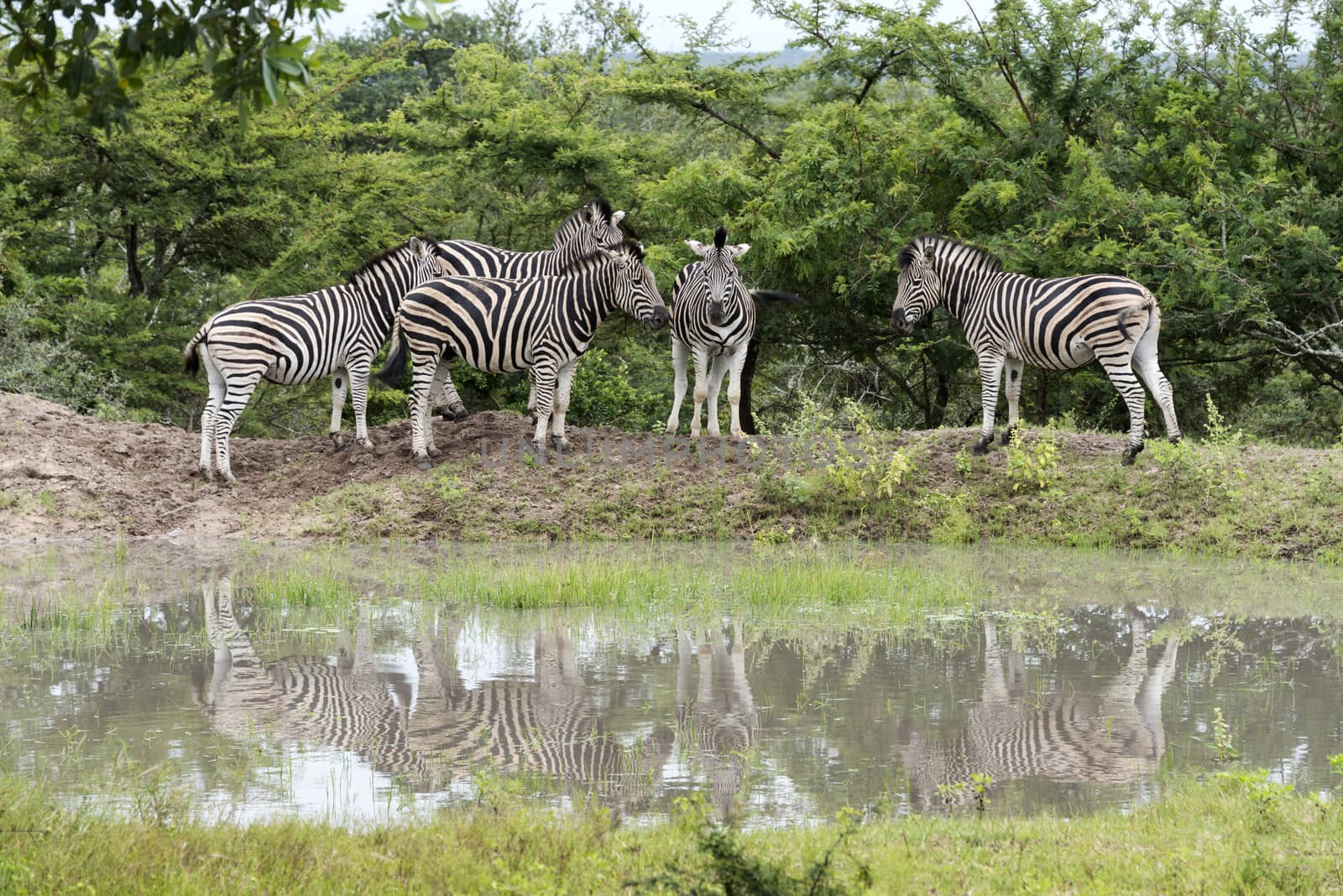 group of zebras by compuinfoto