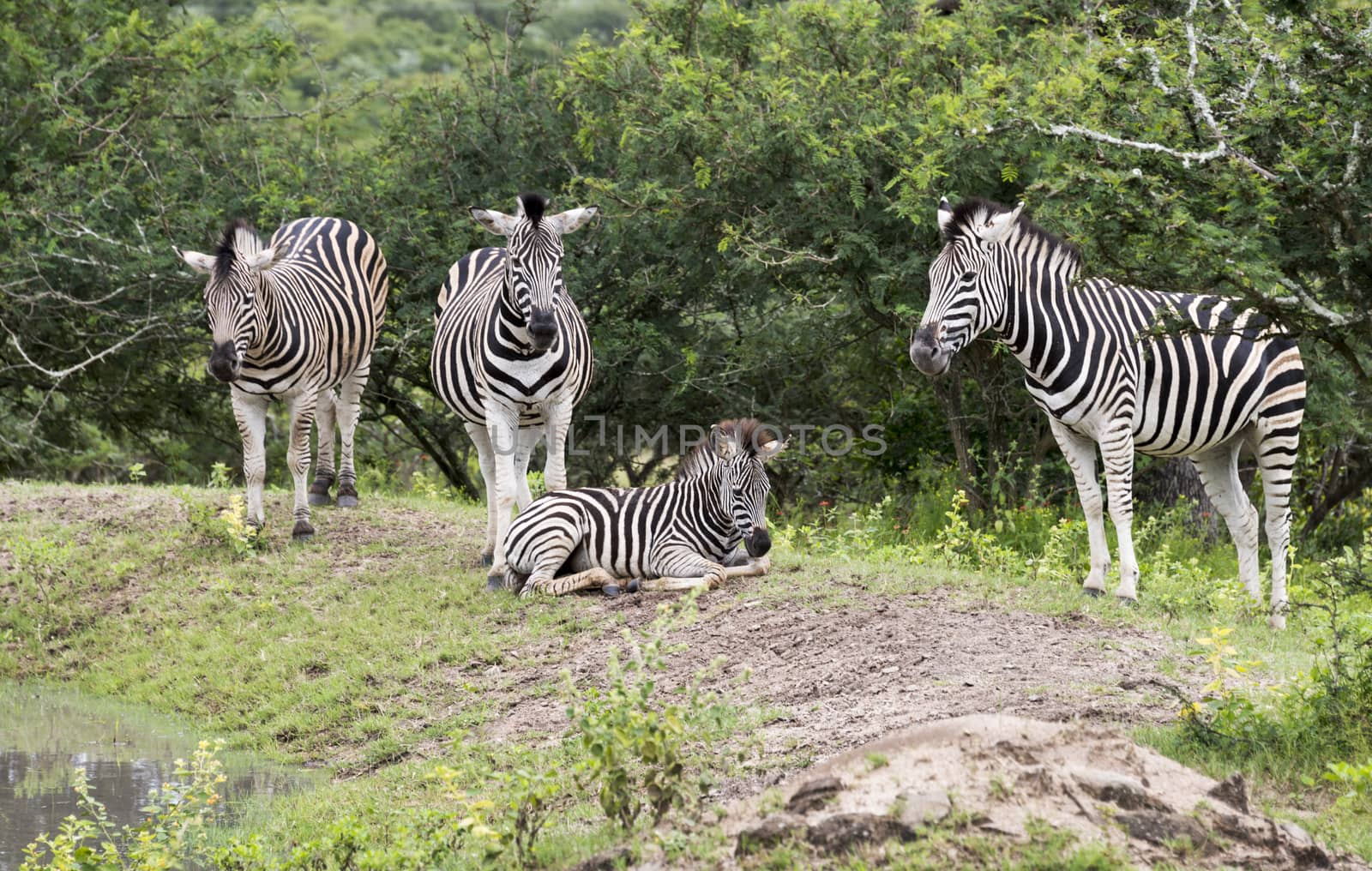 group of zebras by compuinfoto