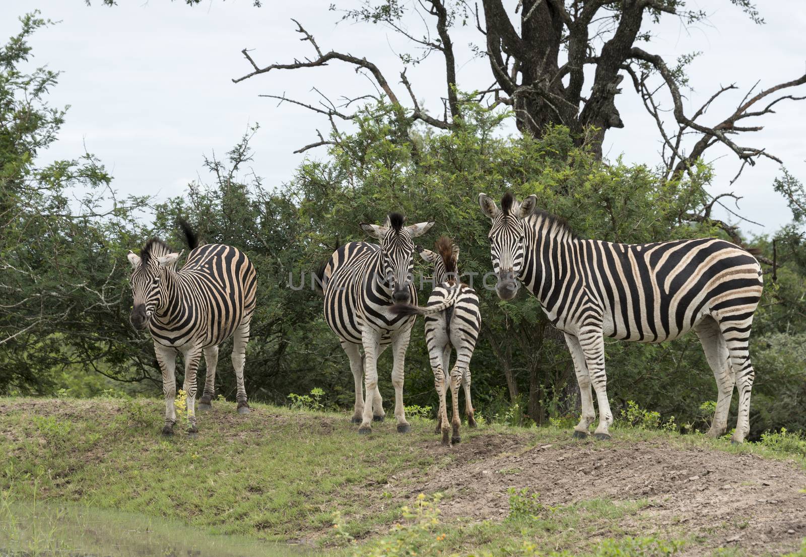 group of zebras  by compuinfoto