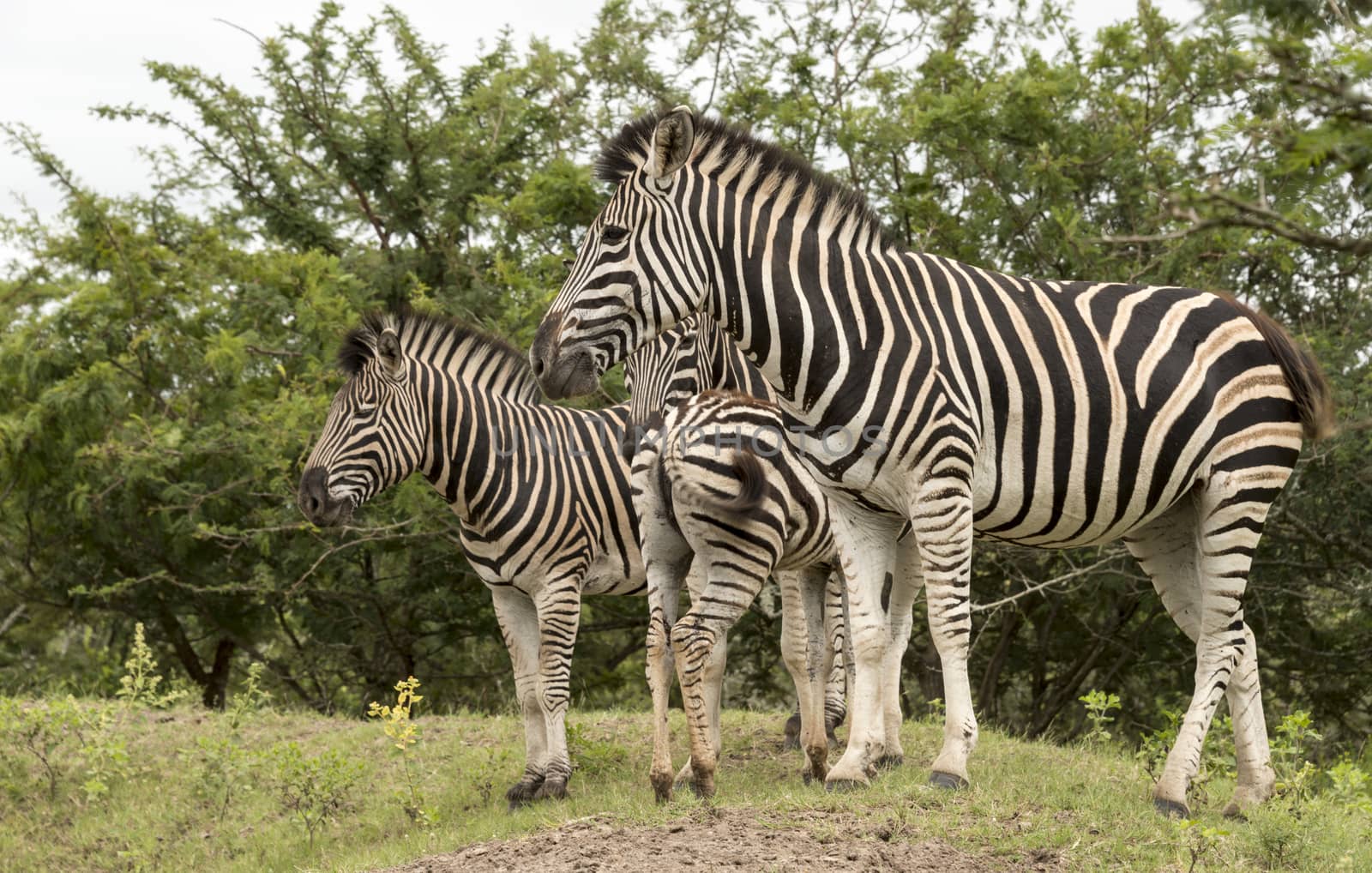 group of zebras  by compuinfoto