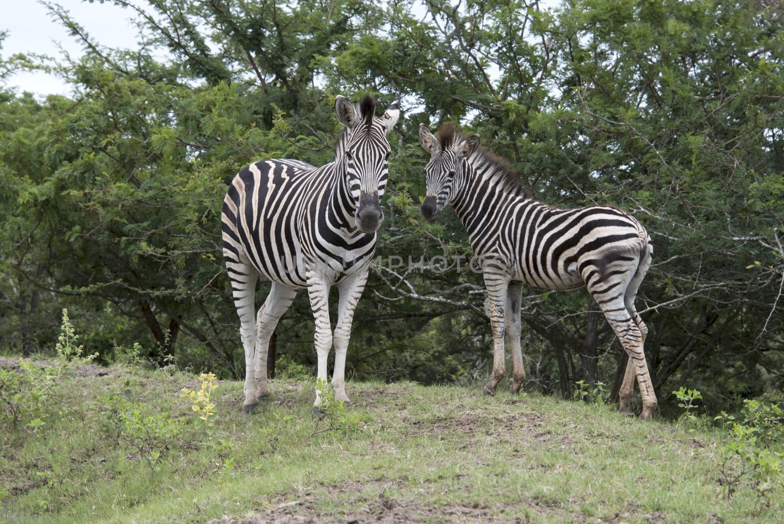 wild zebra in kruger national park by compuinfoto