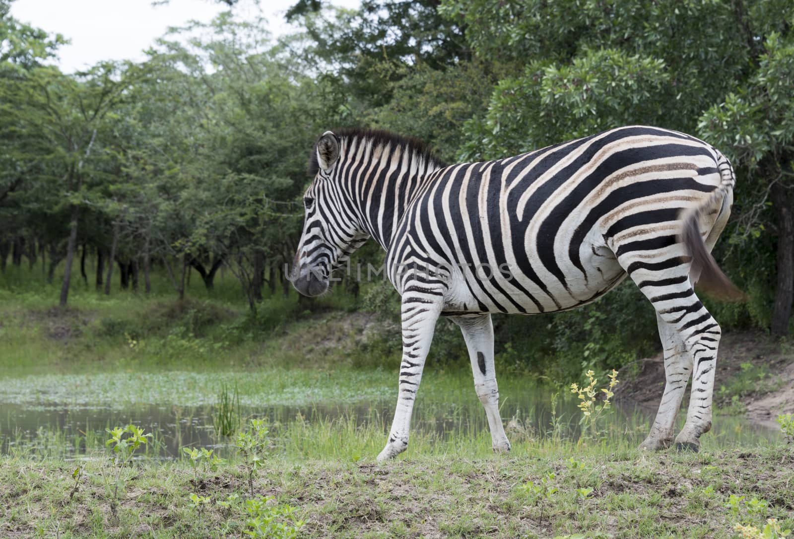 zebra by compuinfoto
