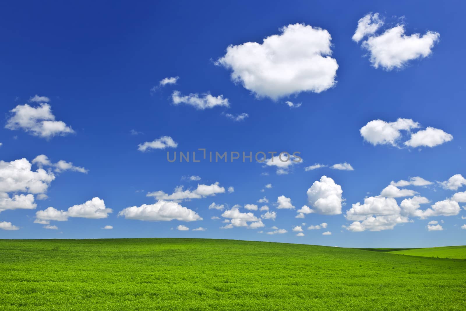 Green rolling hills under blue sky by elenathewise