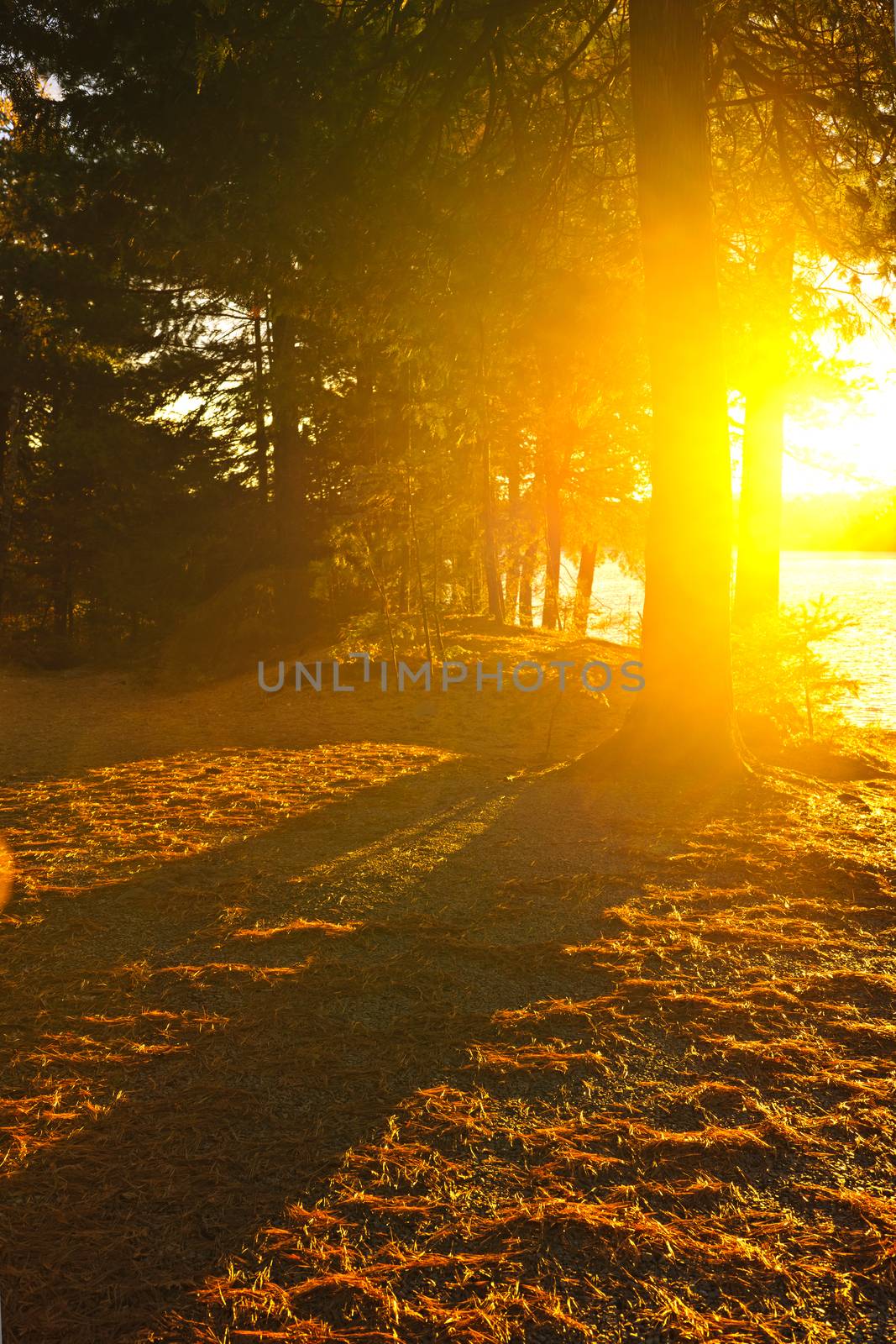 Sun shining through pine trees near Lake of Two Rivers in Algonquin Park, Ontario, Canada. Intentional lens flare.