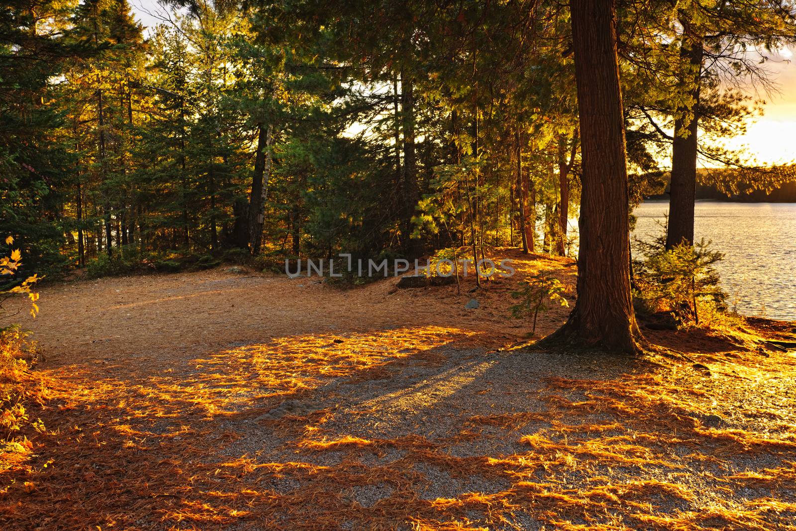 Fall trees and clearing at sunset near Lake of Two Rivers in Algonquin Park, Ontario, Canada