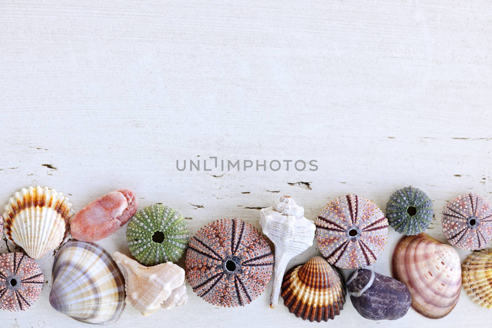 Background with seashells by elenathewise