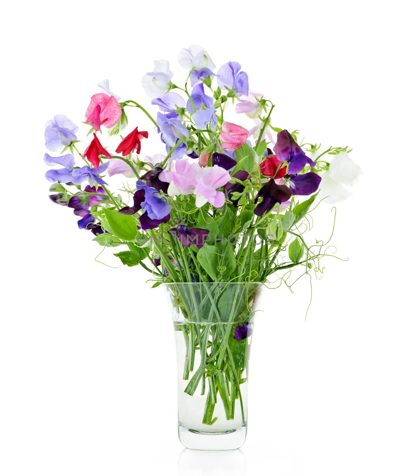 Bouquet of sweet pea flowers in vase by elenathewise