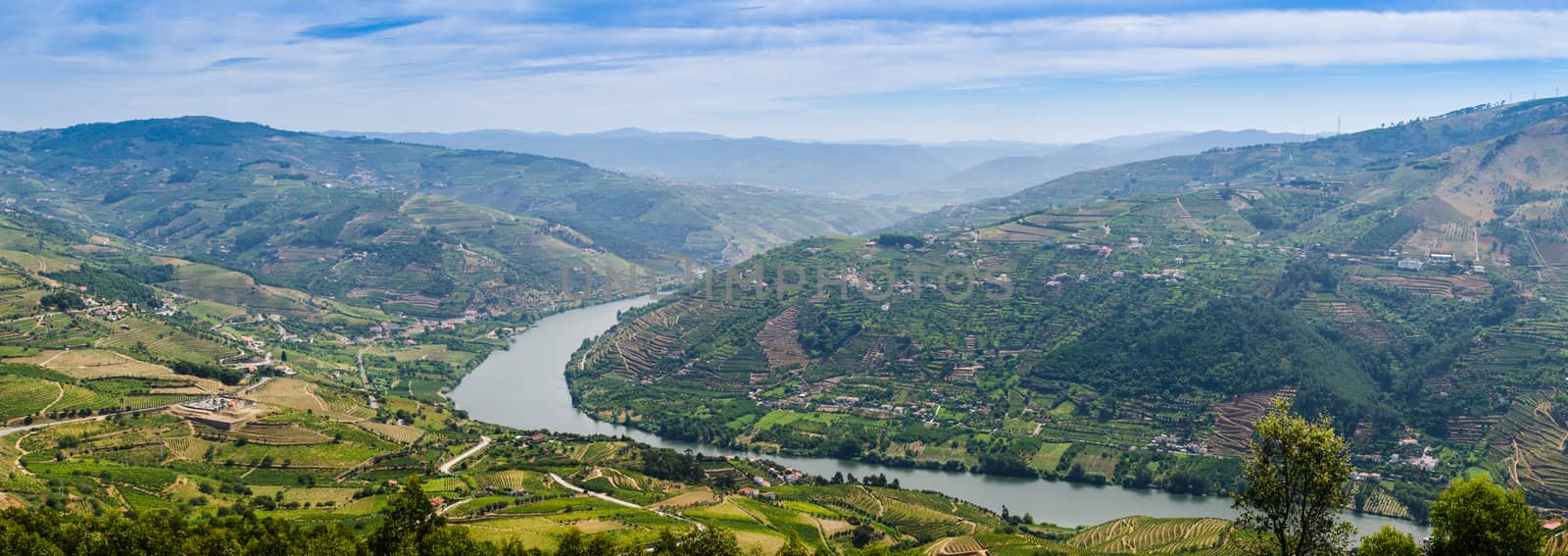 vineyars in Douro Valley by homydesign