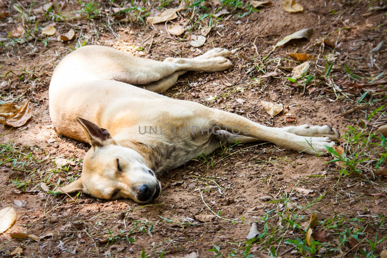 dog sleeping on the forest by yanukit