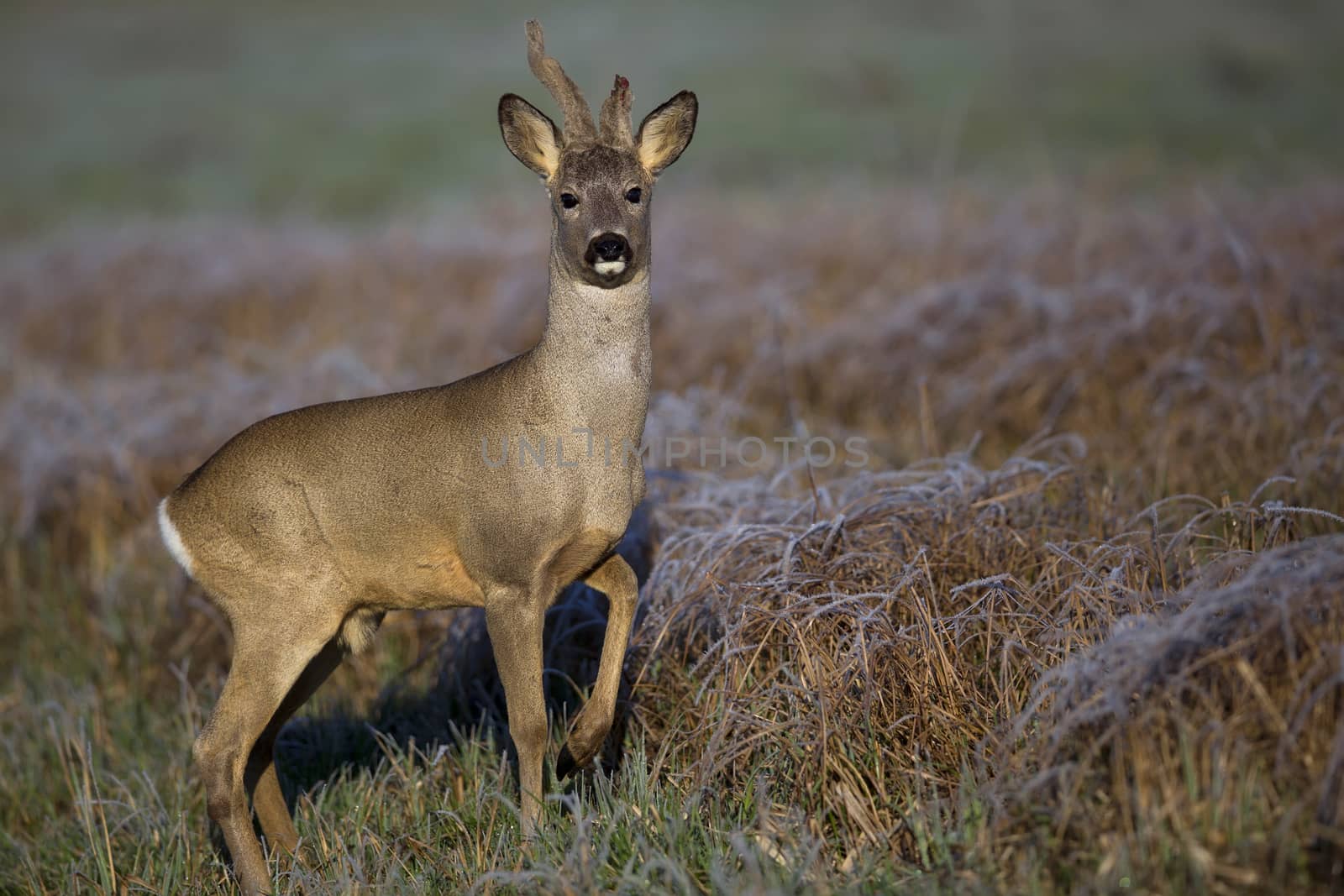 Buck deer in a frosty morning, in a clearing