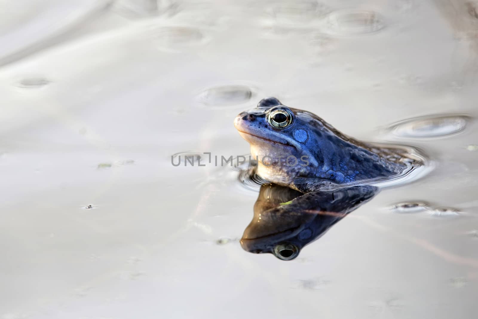 Moor frog in the wild, in the water