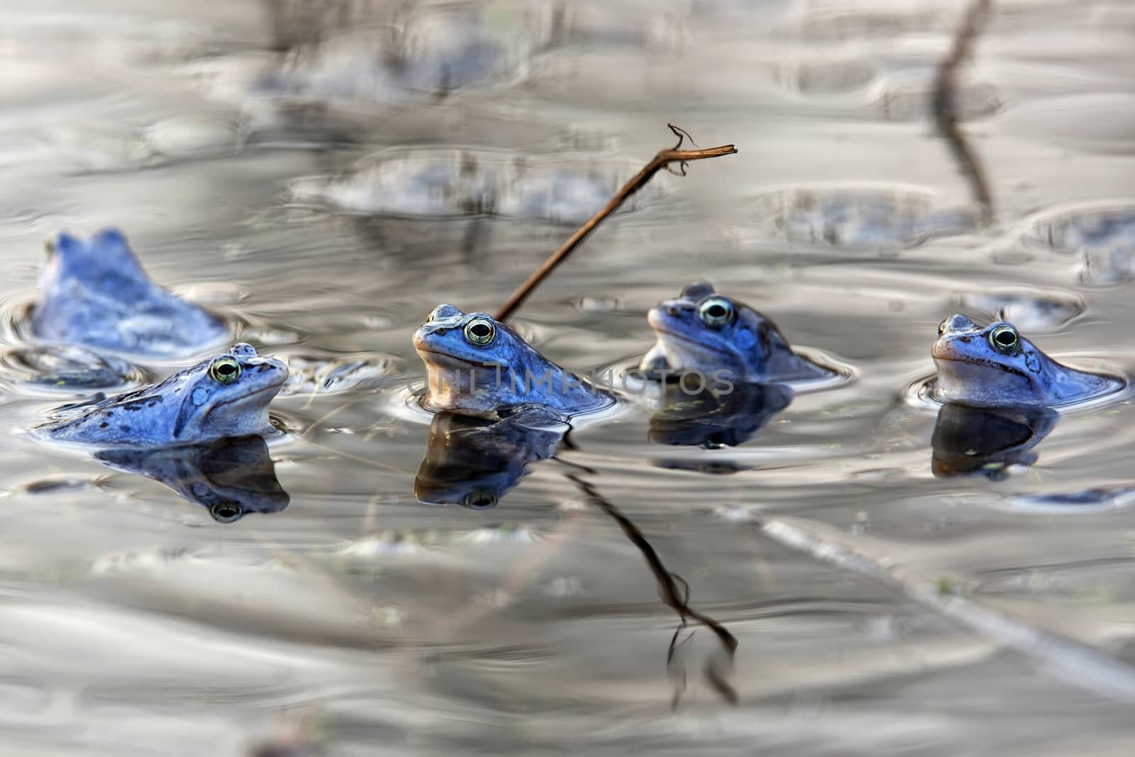 Moor frogs in the wild, in the water