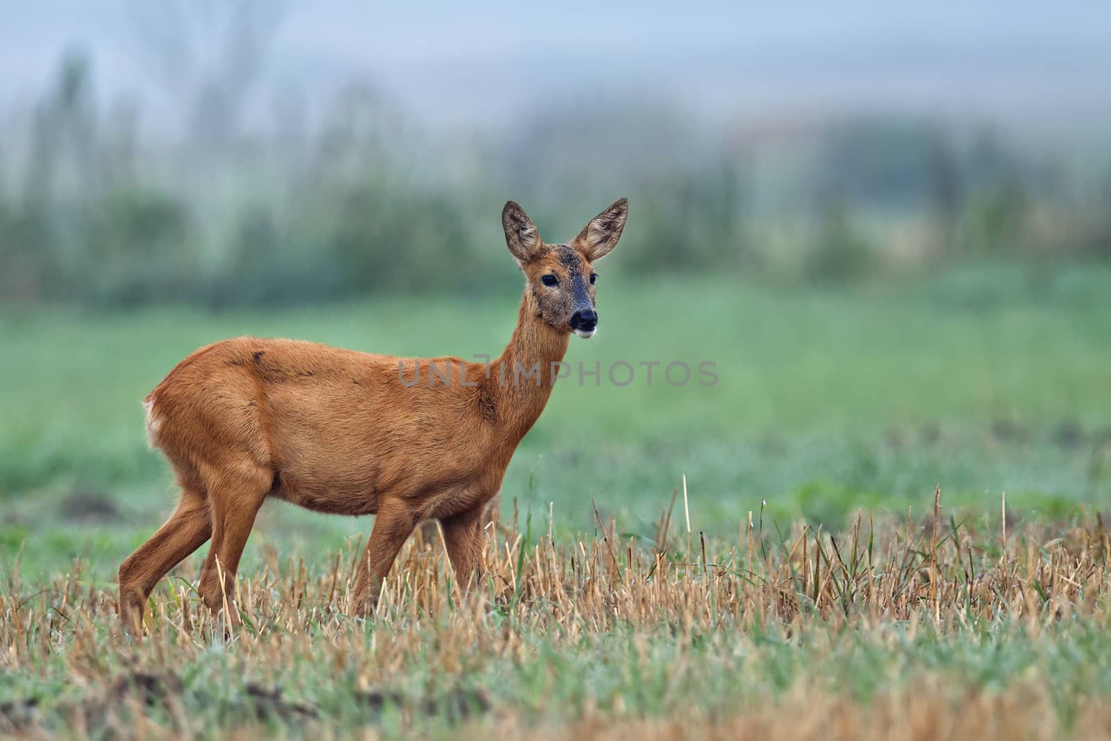 Roe-deer in the morning mist, in the wild