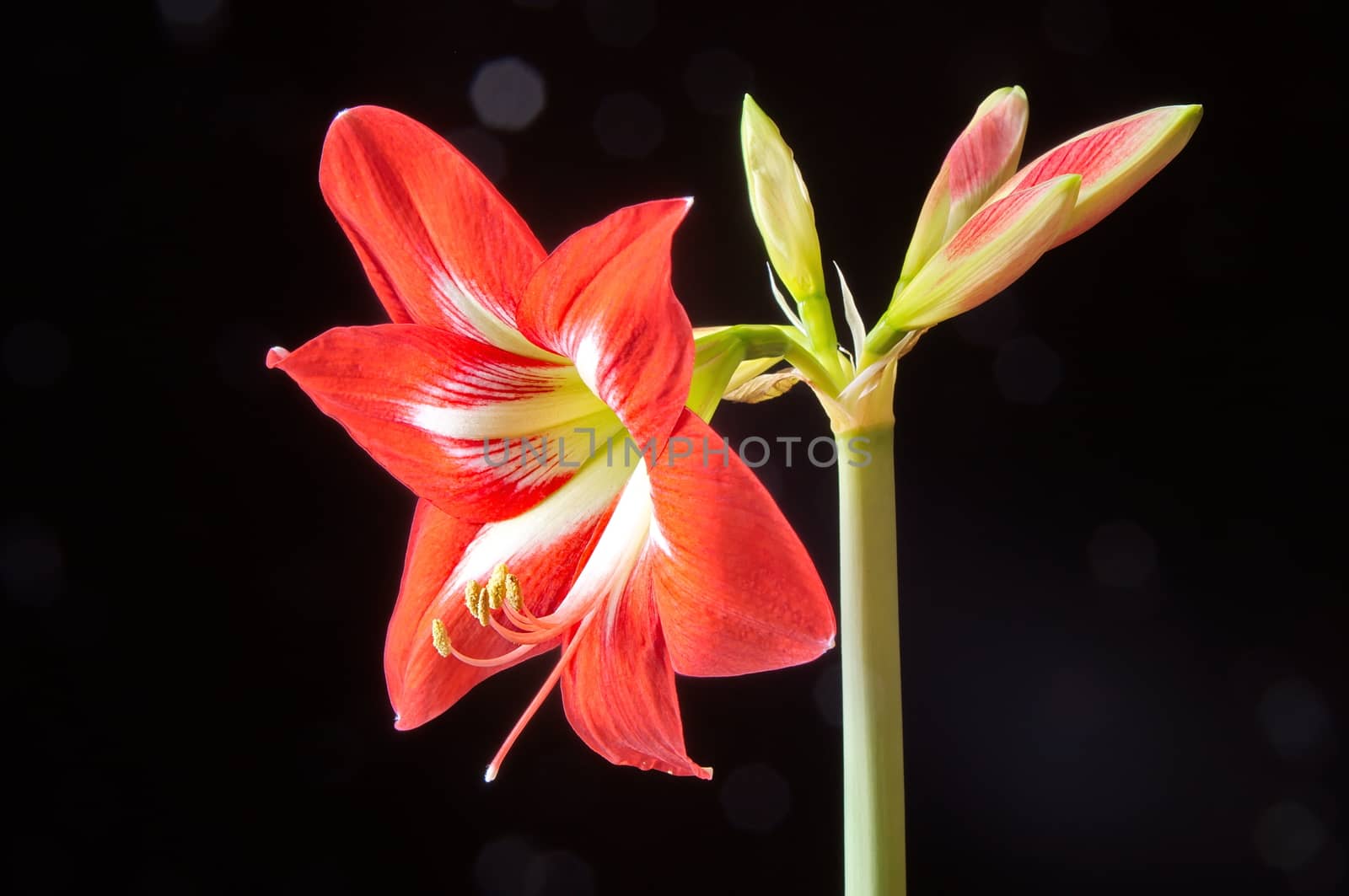 Red amarilis flower by anderm