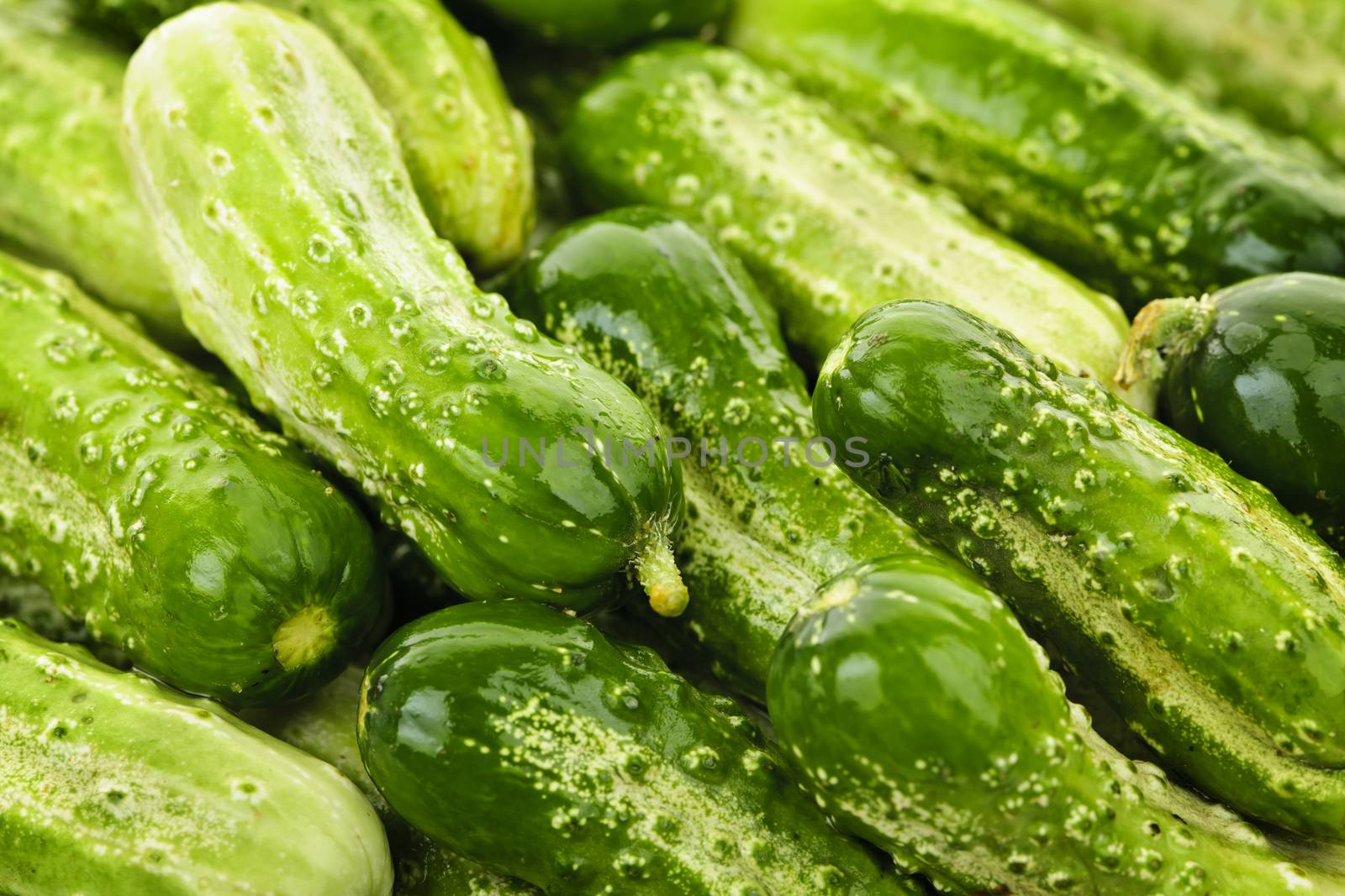 Fresh green cucumbers in a pile closeup, vegetable background