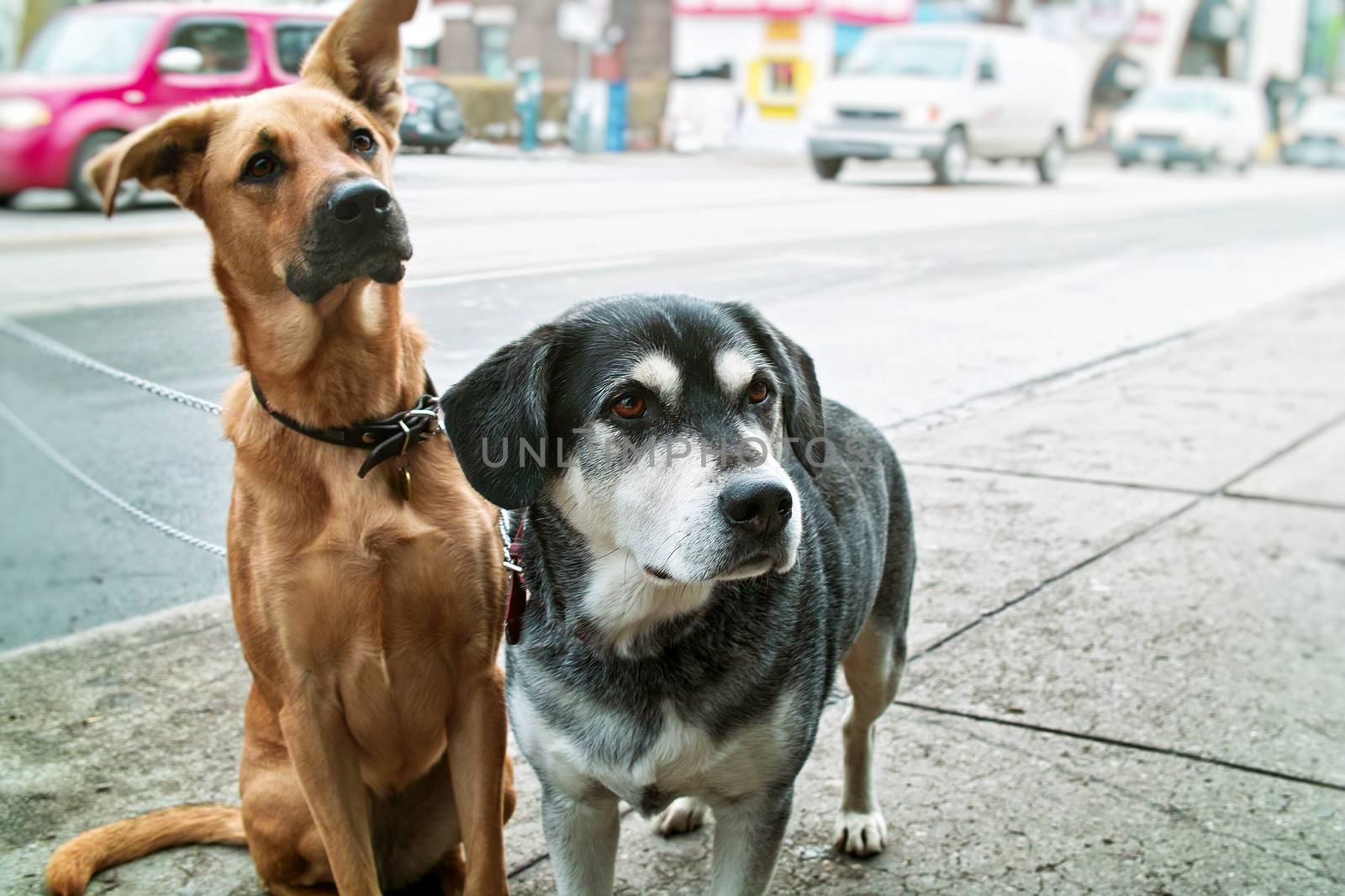 Two dogs on sidewalk by elenathewise