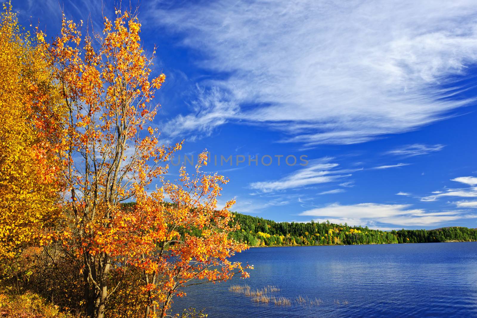 Lake and fall forest with colorful trees in Algonquin Park, Canada