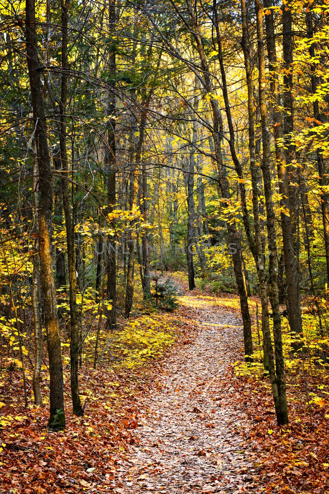 Fall forest path with fallen leaves covering the ground, Algonquin Park, Canada.