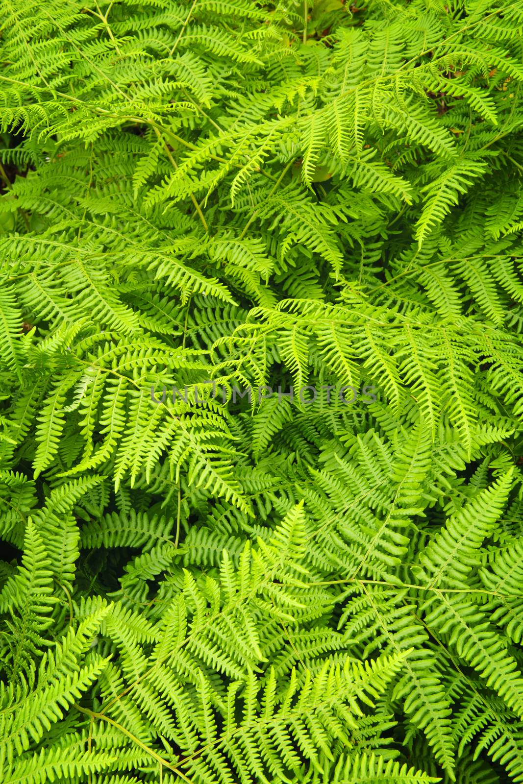 Background of lush bright green fern plants