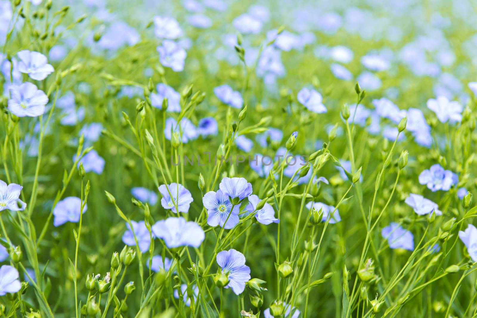 Background of blooming blue flax in a farm field