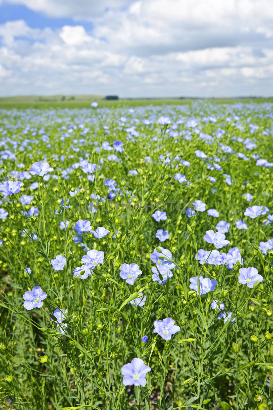 Blooming flax field by elenathewise