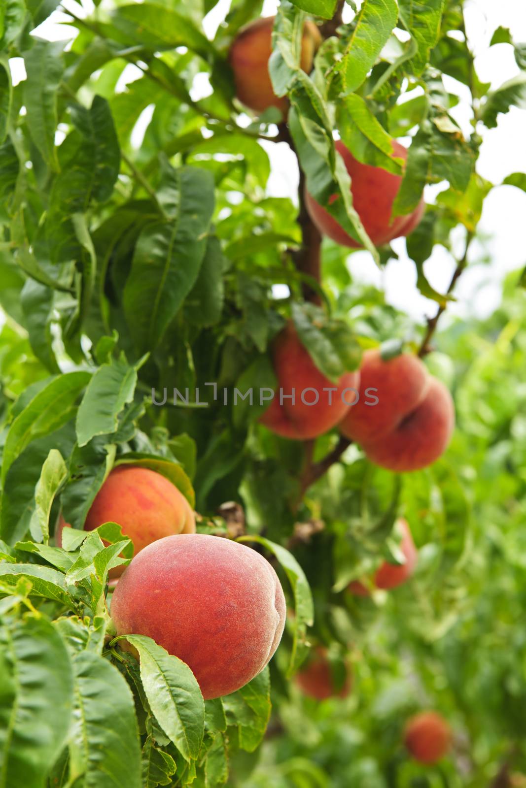 Peaches on tree by elenathewise