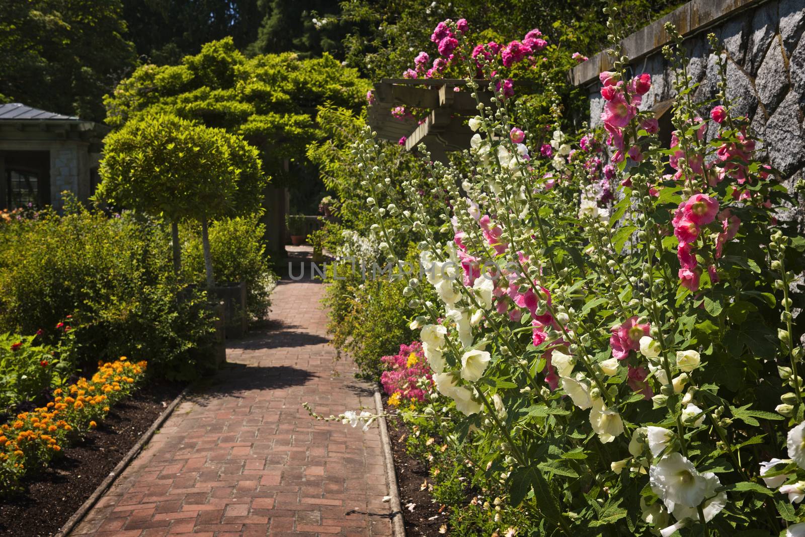 Lush summer garden with paved path and blooming flowers