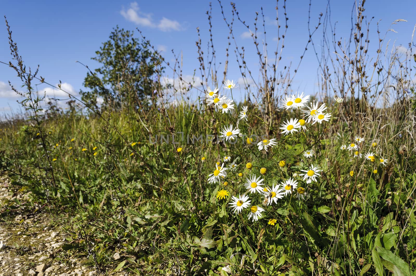 Blooming wild daisies on the roadside of country road