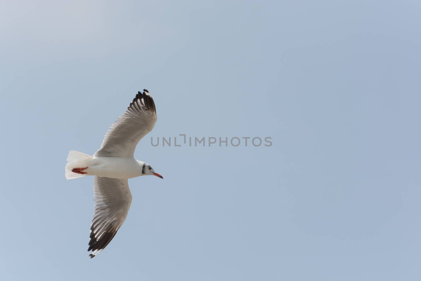 Flying Seagull over water, at Bangpoo of Thailand