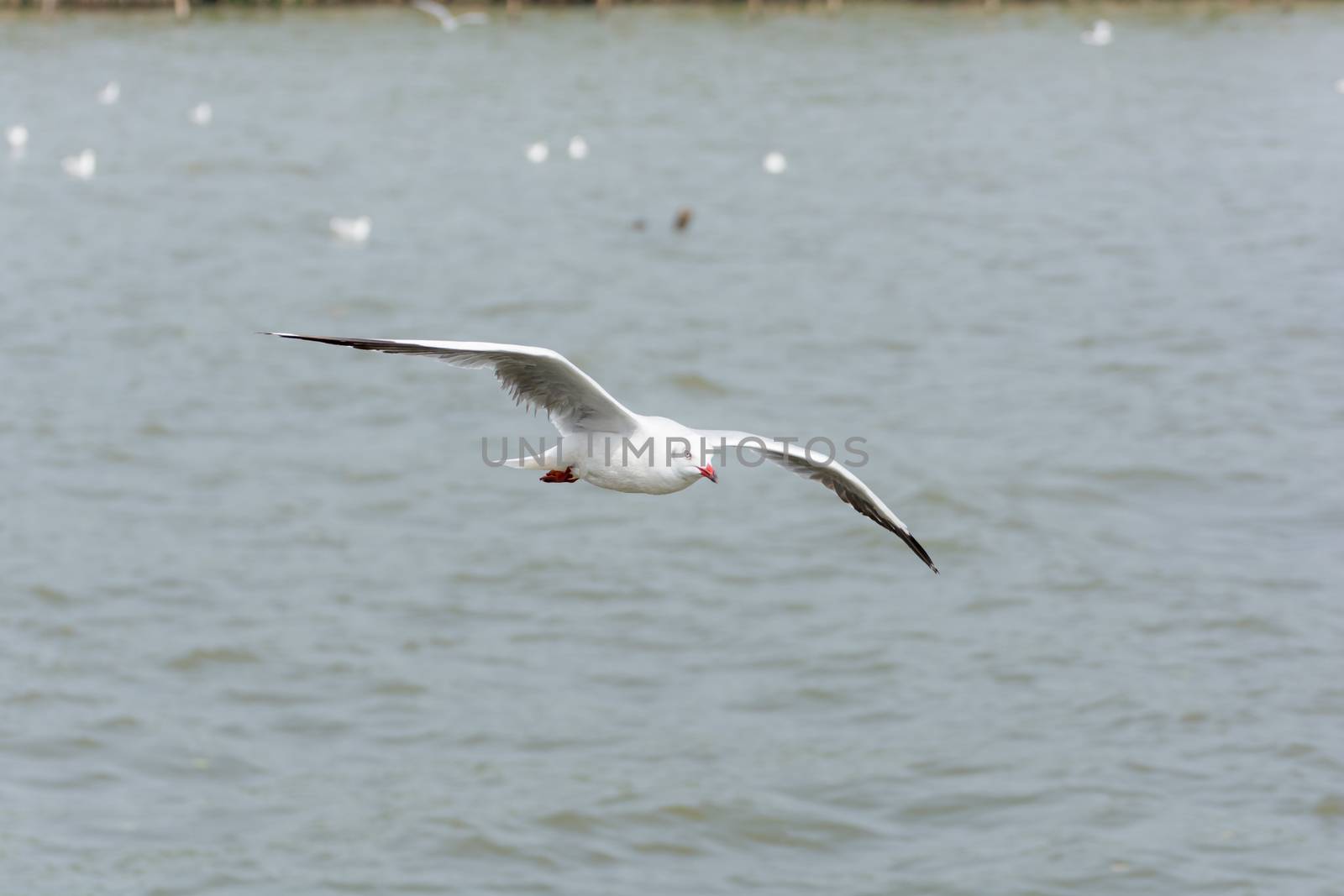 Flying Seagull over water, at Bangpoo of Thailand