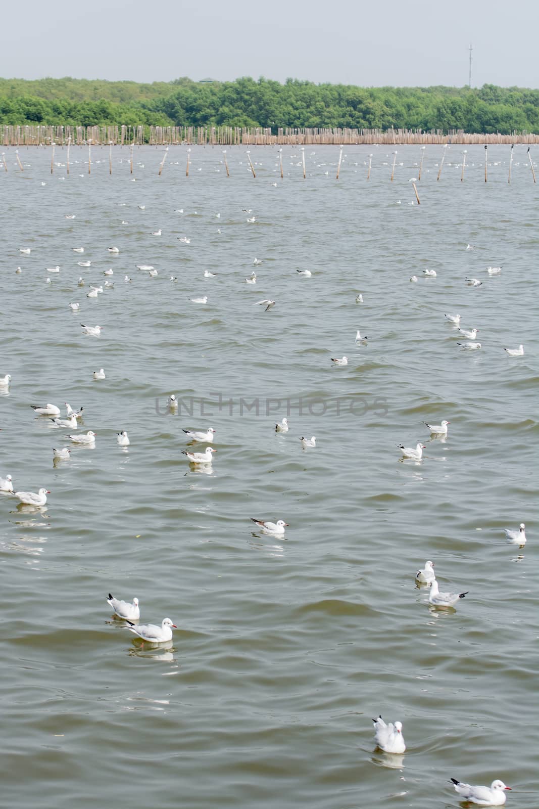 Flocks of Seagull on water by Sorapop