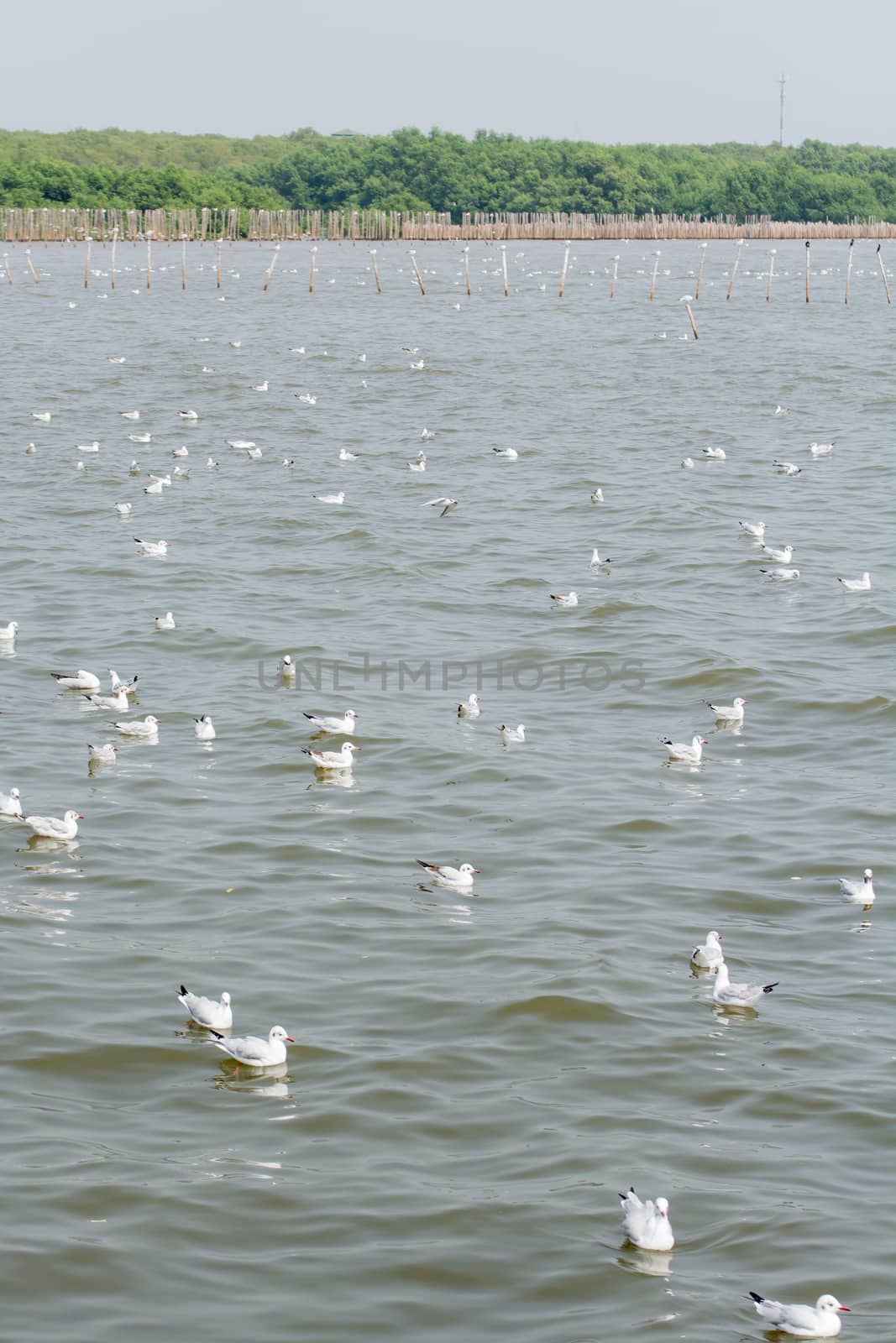 Flocks of Seagull on water, at Bangpoo of Thailand