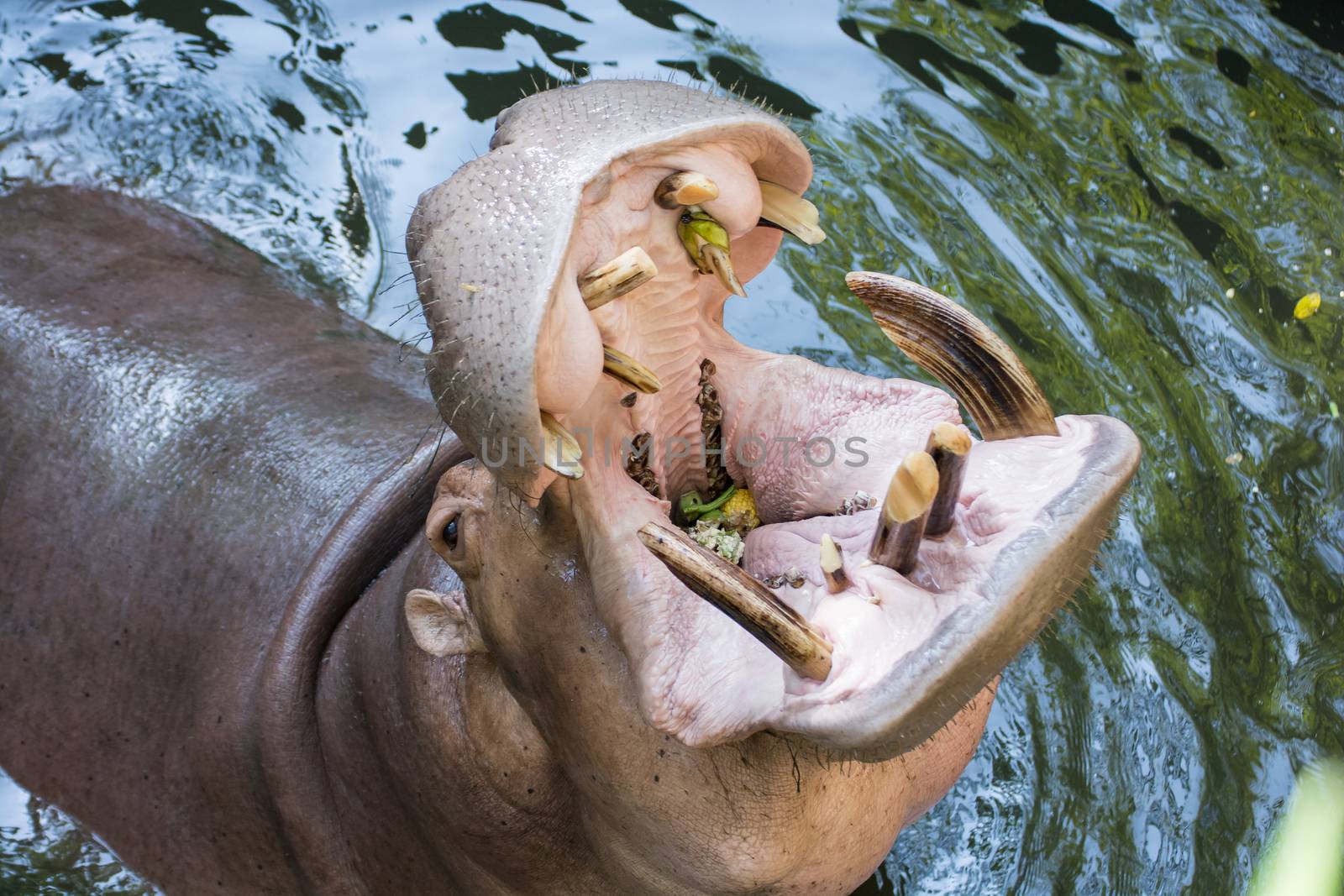 Close up of hippo or hippopotamus mouth open waiting for food