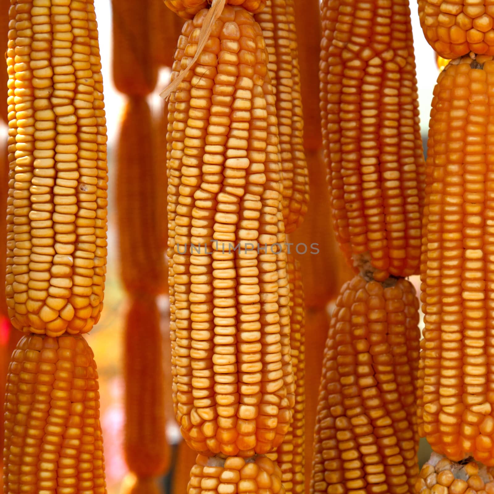 Dried sweet yellow corn texture for background